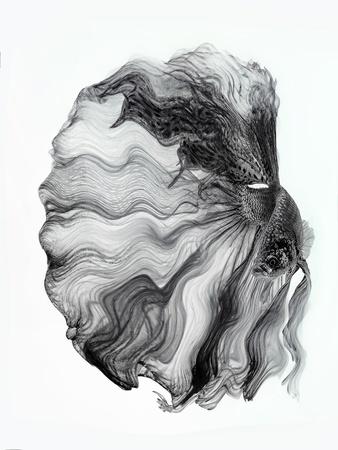 Photographic Print, , small