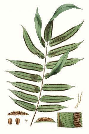 Art Print, , small