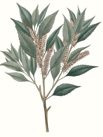 Art Print, , small
