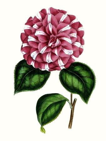 Art Print, , small