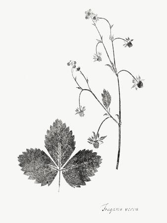 Art Print, , small
