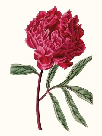 Art Print, , small
