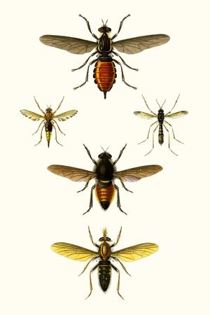 Art Print, , small