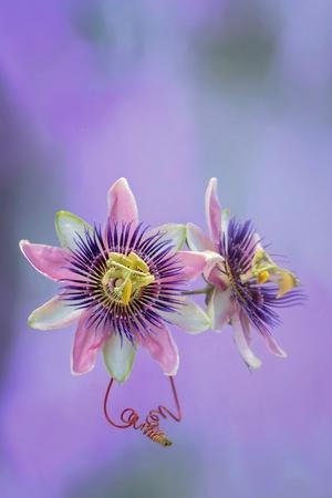 Photographic Print, , small