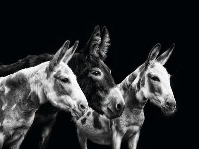 Photographic Print, , small
