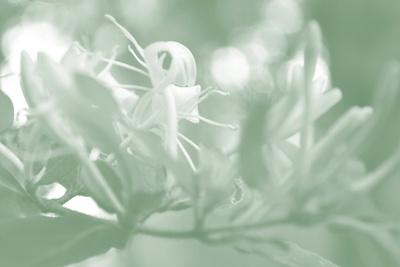 Photographic Print, , small