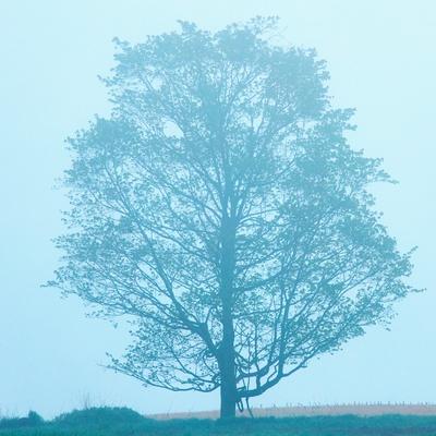 Photographic Print, , small