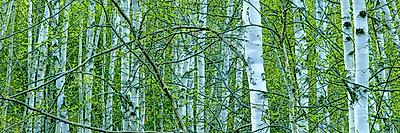 Photographic Print, , small