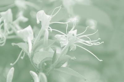 Photographic Print, , small