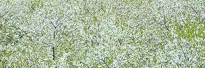 Photographic Print, , small