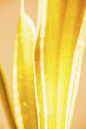 Photographic Print, , small