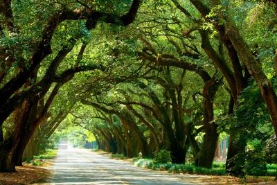 Photographic Print, , small