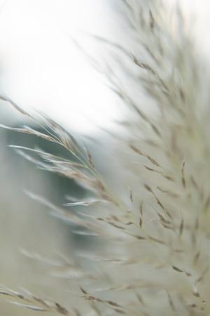 Photographic Print, , small