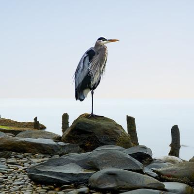 Photographic Print, , small
