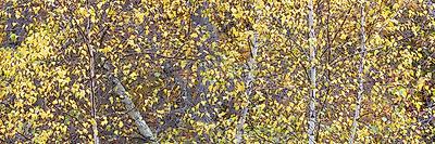 Photographic Print, , small