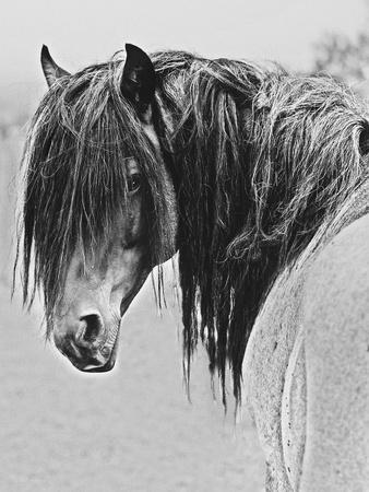 Photographic Print, , small