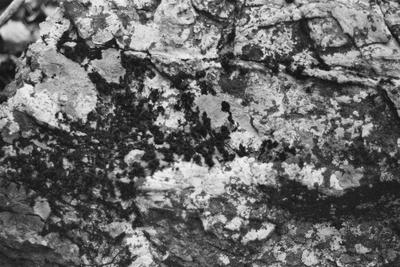 Photographic Print, , small