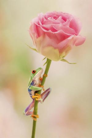 Photographic Print, , small