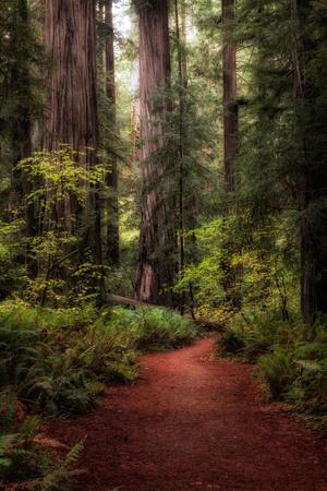 Photographic Print, , small