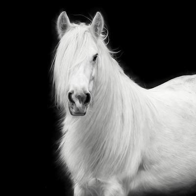 Photographic Print, , small