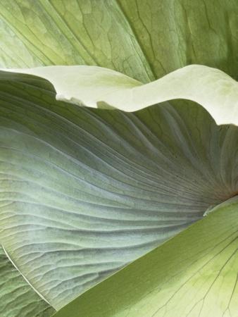 Photographic Print, , small