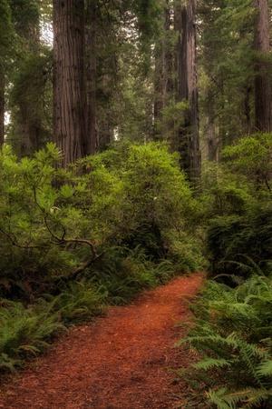 Photographic Print, , small