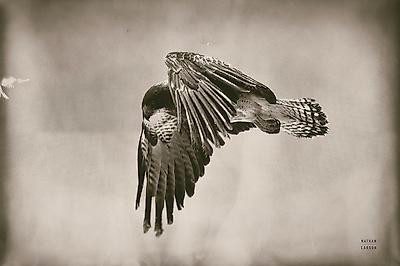 Photographic Print, , small