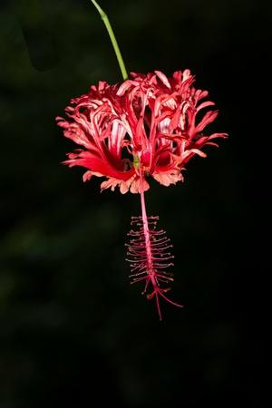 Photographic Print, , small
