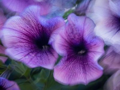 Photographic Print, , small