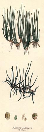 Photographic Print, , small