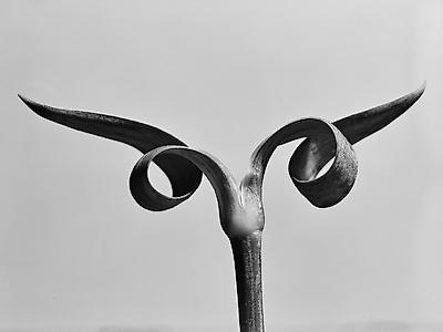 Photographic Print, , small