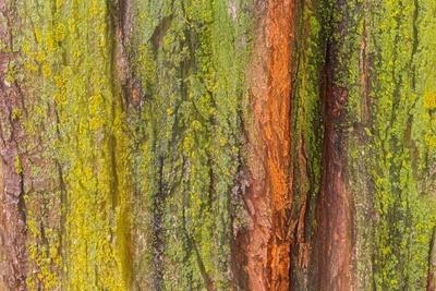 Photographic Print, , small