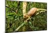 Parson's Chameleon, Andasibe-Mantadia National Park, Madagascar-Paul Souders-Mounted Photographic Print