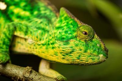 Photographic Print, , small