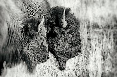 Photographic Print, , small