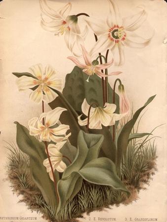 Photographic Print, , small