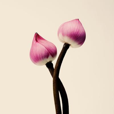 Photographic Print, , small