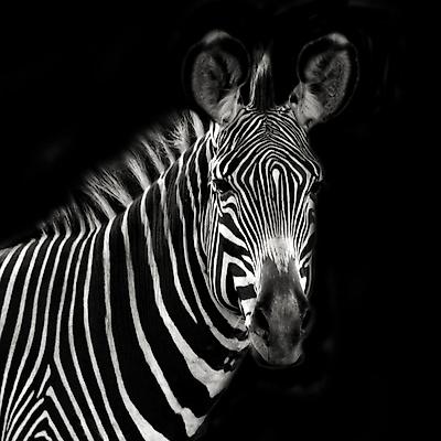 Photographic Print, , small