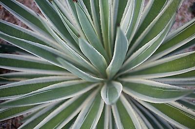 Photographic Print, , small