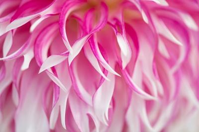 Photographic Print, , small