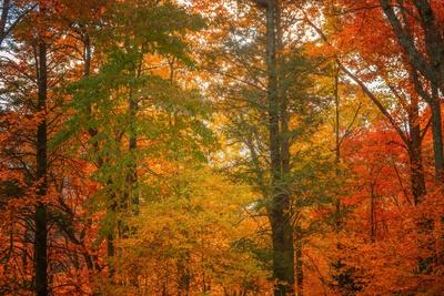 Photographic Print, , small