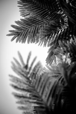 Photographic Print, , small