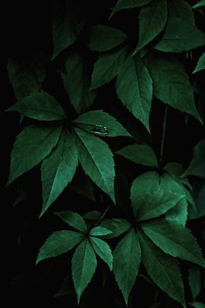Photographic Print, , small