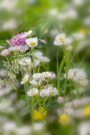 Photographic Print, , small