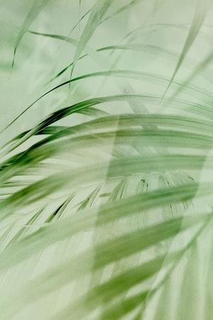 Photographic Print, , small