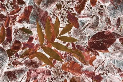 Photographic Print, , small