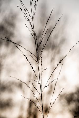 Photographic Print, , small