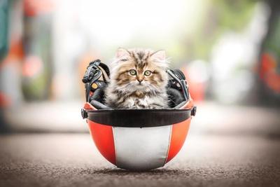 Photo, , small