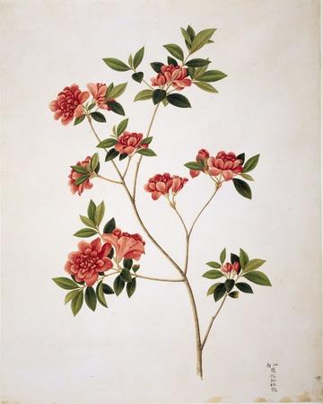 Photo, , small
