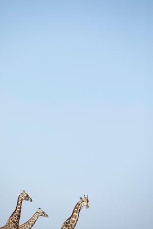 Photo, , small